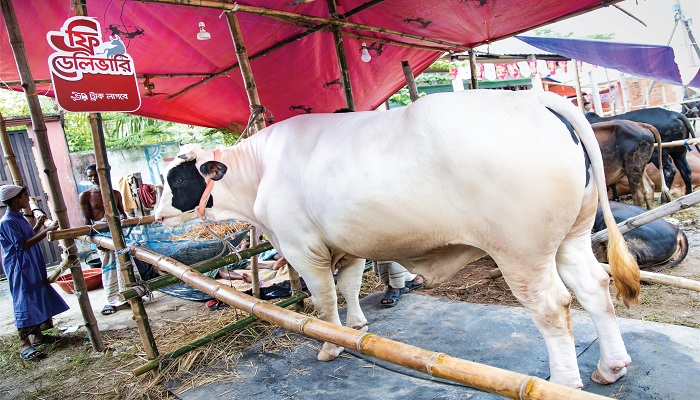হাটের বড় গরুটি বিনামূল্যে বাড়ি যাবে ‘ট্রাক লাগবে’র ট্রাকে